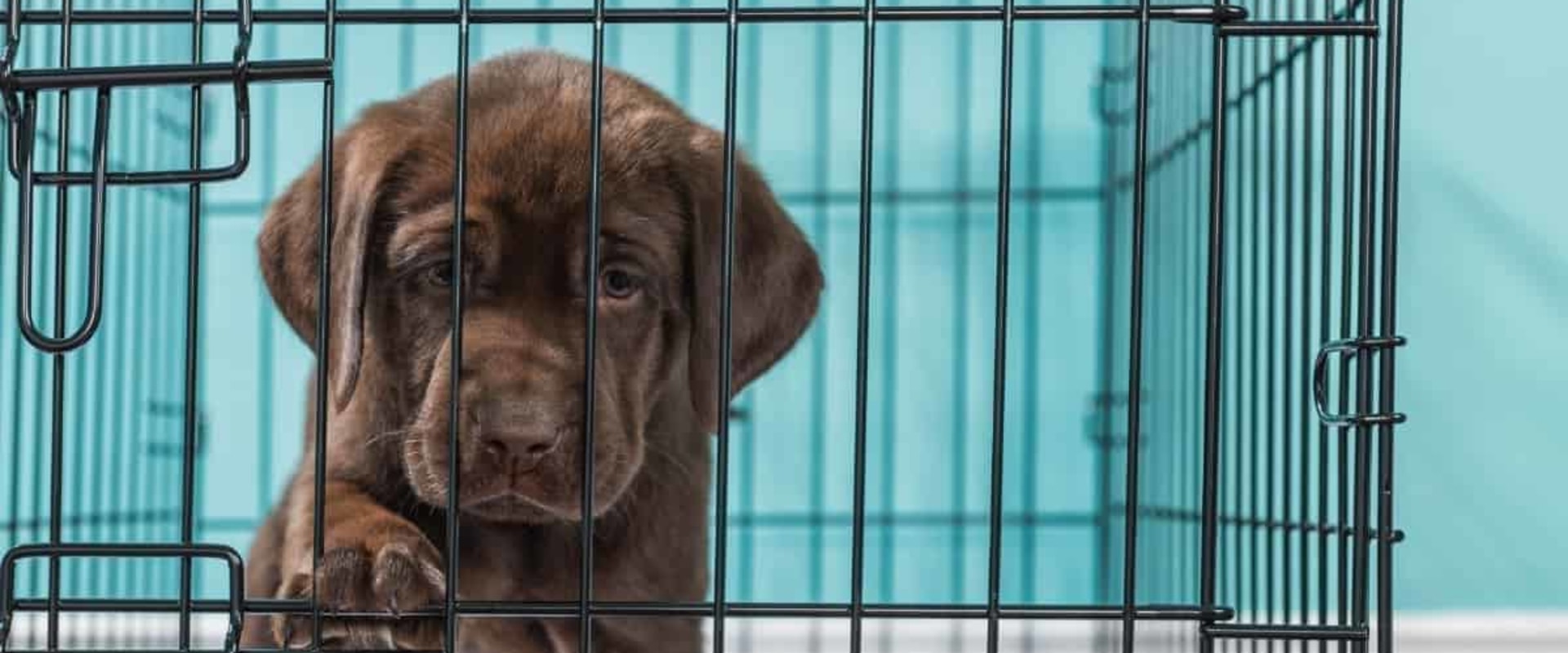 how-long-can-8-week-old-puppy-be-in-crate